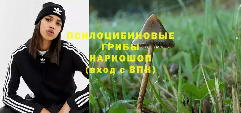 Псилоцибиновые грибы MAGIC MUSHROOMS  Звенигово 